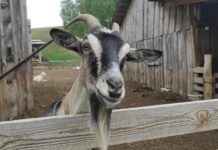 Sheepland – екоферма під Києвом