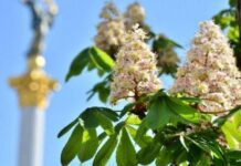 История киевских каштанов