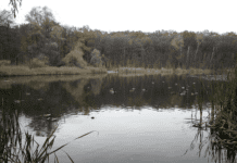 Рекреаційні зони Києва