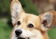 Популярность вельш-корги в Киеве