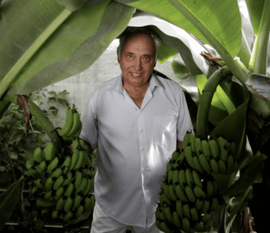 Екзотика вдома: як київський селекціонер вивів незвичайні сорти екзотичних фруктів