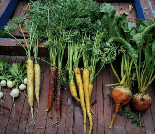 Їстівні квіти, кольорова морква: як молода київська родина створила успішний бізнес