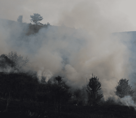 Киевщина: бобры и пожары