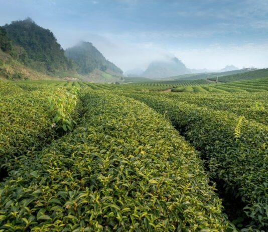 Екстракт пуера – вершина чайного гедонізму