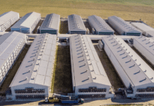 Історія агрокомпанії “Ovostar Union” – виробника яєць та яєчних продуктів