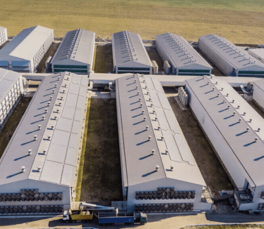Історія агрокомпанії “Ovostar Union” – виробника яєць та яєчних продуктів
