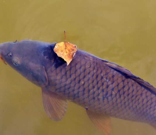 Бойли: таємниці застосування або як зловити трофей