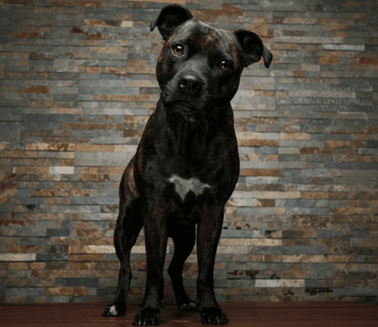 Найпопулярніші види собак у місті Київ