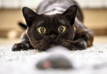 Необходимые аксессуары для полноценной жизни кота дома