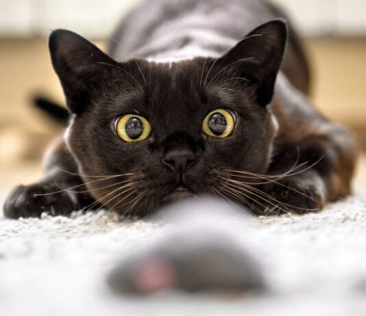 Необходимые аксессуары для полноценной жизни кота дома