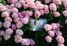 Эстетика и экология: гортензии в городском ландшафте Киева и их использование в букетах