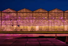 “Аскания-Флора” – лидер цветочного бизнеса