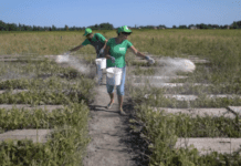 «NikSnailFarm» – улиточная ферма