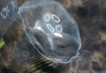Почему в Днепре появляются медузы?