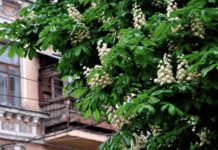 Когда и как каштаны стали символом столицы: история от киевского экскурсовода