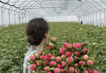 Квіти попри війну: історія квіткової ферми “Villa Verde” з Київщини