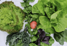 Корисні овочі та зелений туризм: історія екоферми “Родинний добробут” з Київщини