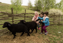 Екологічні ферми Київщини — найкращий спосіб провести вихідний день