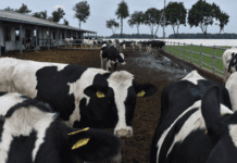 Про першу роботизовану молочну ферму в Переяславі Київської області