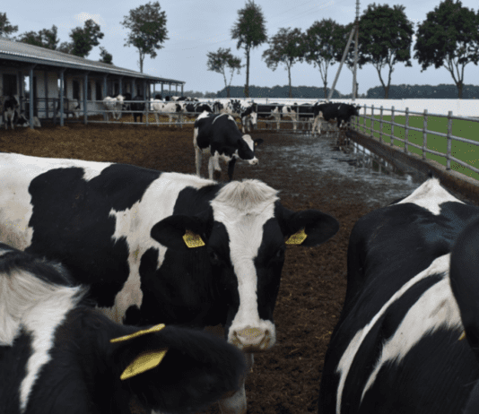 Про першу роботизовану молочну ферму в Переяславі Київської області