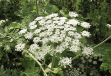 Отруйні рослини Київщини