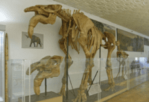 Таємниці природи у Національному науково-природничому музеї НАН України