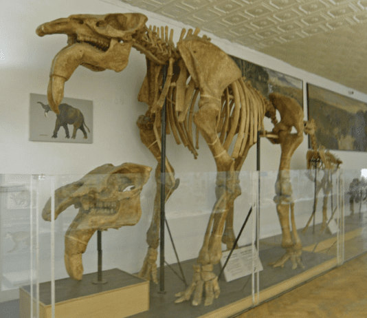 Таємниці природи у Національному науково-природничому музеї НАН України