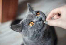 Як діють таблетки для котів від кліщів та бліх
