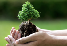 Які проблеми з озелененням має Київ?