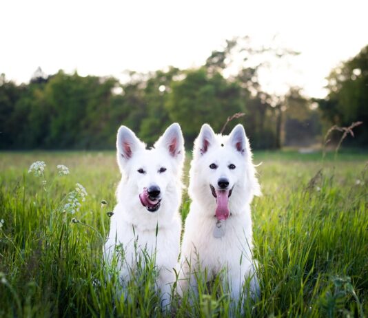 Сімпаріка для собак: як один засіб захистить вашого улюбленця від великих проблем?