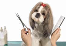 Кращі грумінг-салони у місті