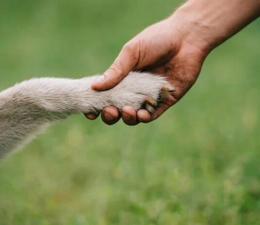 Одна из самых популярных пород собак среди киевских хозяев