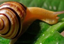 Особливості равликової ферми «Jiffy»