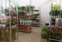 Dicentra